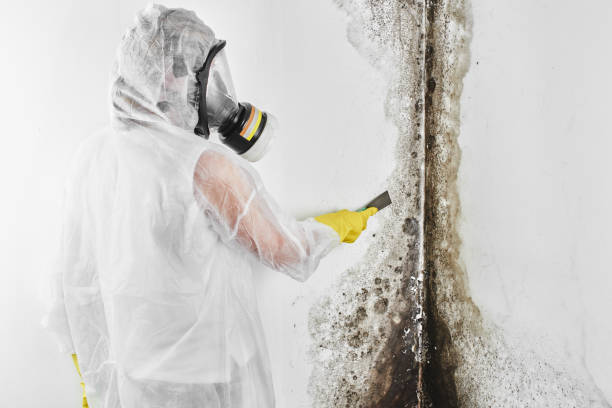 Best Office Mold Removal Services  in Anthony, KS