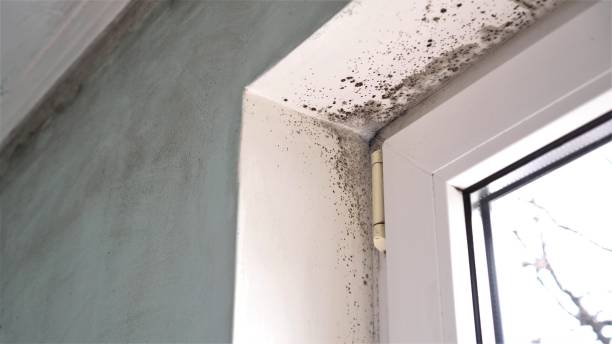 Best Mold Removal Company Near Me  in Anthony, KS
