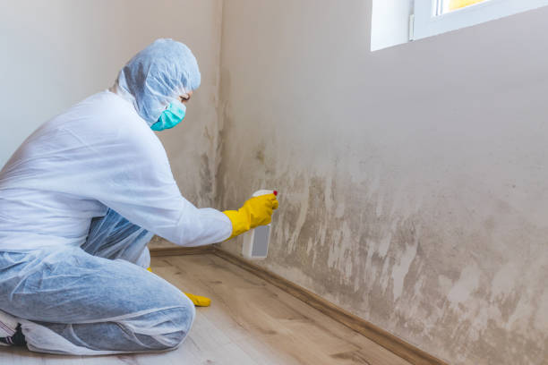 Best Mold Remediation  in Anthony, KS