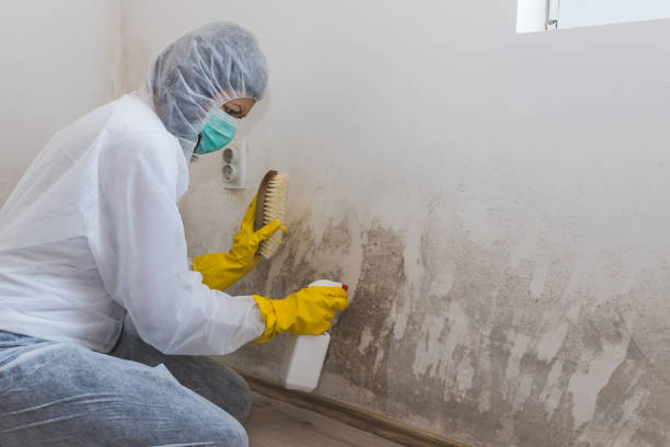 Best Mold Cleaning Services  in Anthony, KS