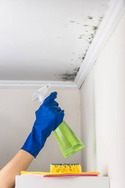 Best Mold Testing  in Anthony, KS