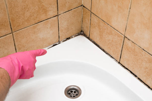 Best Black Mold Removal  in Anthony, KS
