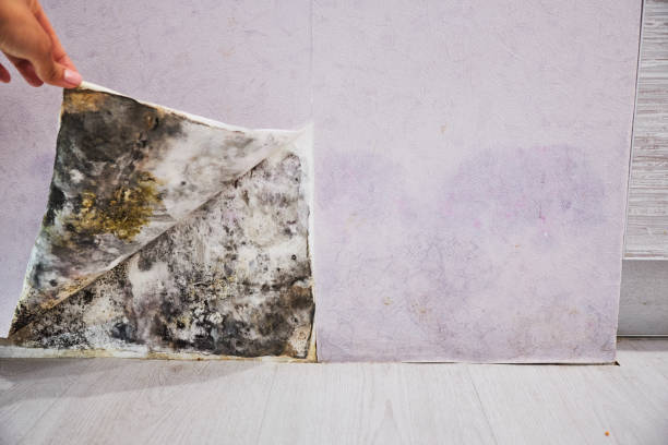 Best Attic Mold Removal  in Anthony, KS